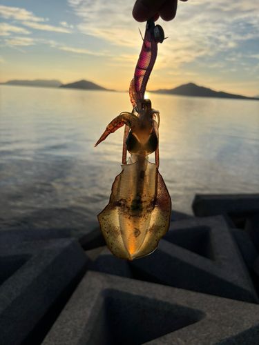 アオリイカの釣果