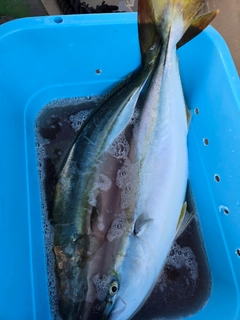ワラサの釣果