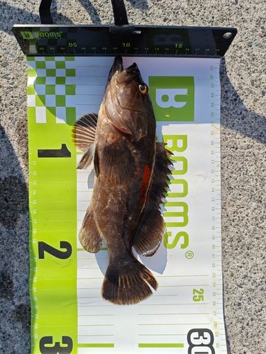 クエの釣果