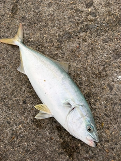 ショッコの釣果