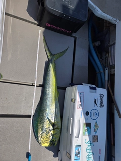 シイラの釣果