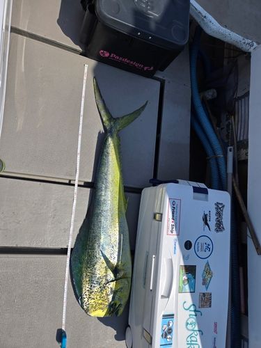 シイラの釣果