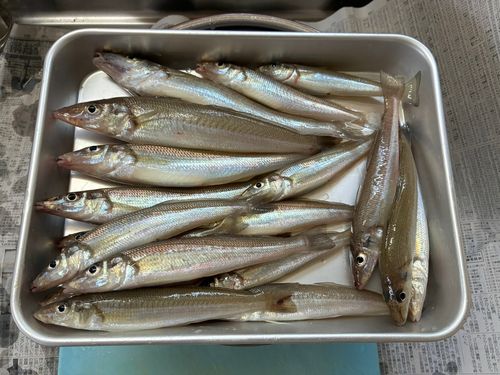 シロギスの釣果