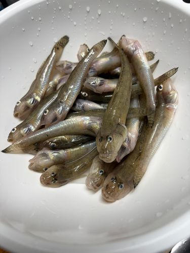 ハゼの釣果