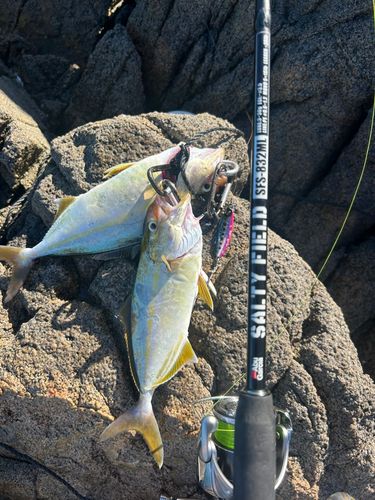 ネリゴの釣果