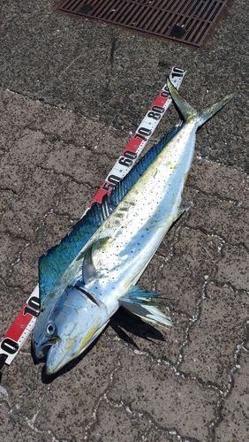 シイラの釣果