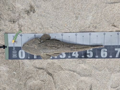 マゴチの釣果