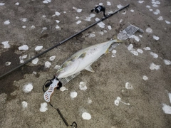 ワラサの釣果