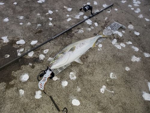 ワラサの釣果