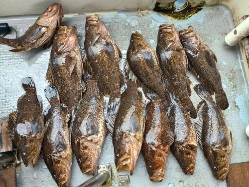 ベッコウゾイの釣果