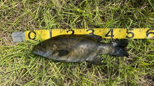 スモールマウスバスの釣果