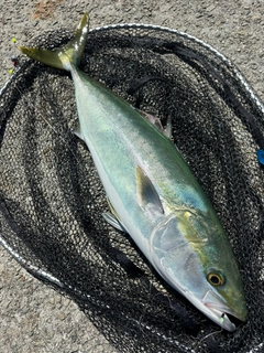 ハマチの釣果