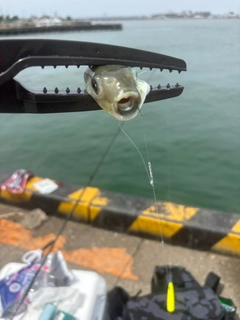 釣果