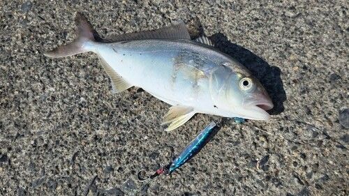 ショゴの釣果