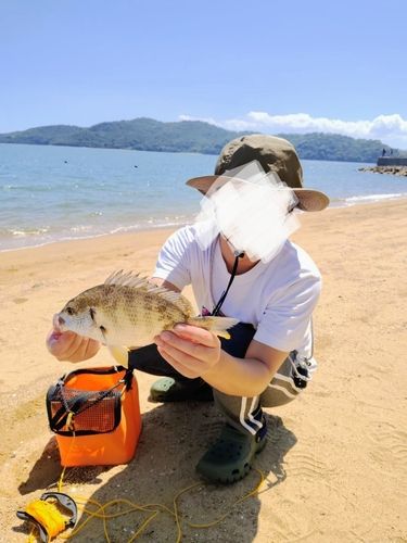 キチヌの釣果