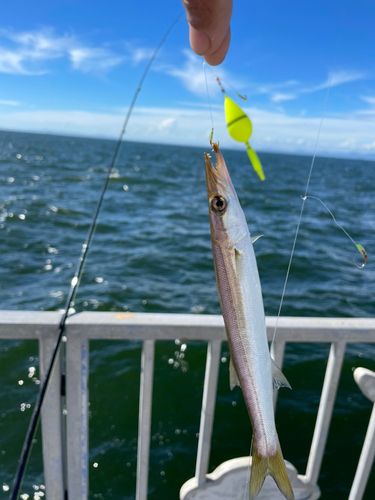 カマスの釣果