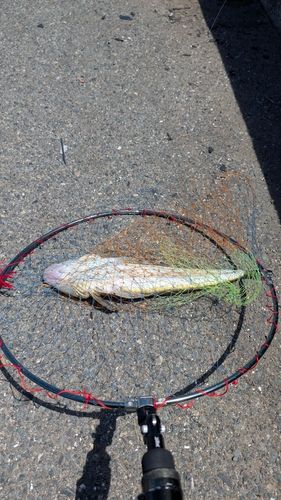 マゴチの釣果