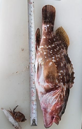 キジハタの釣果