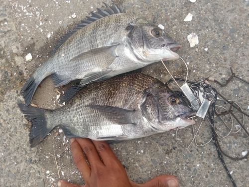 チヌの釣果