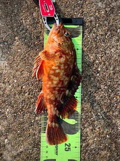 カサゴの釣果
