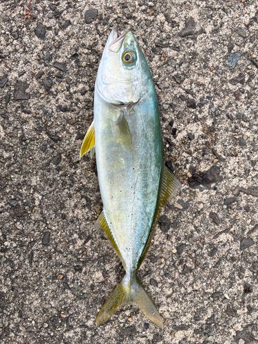 ショゴの釣果