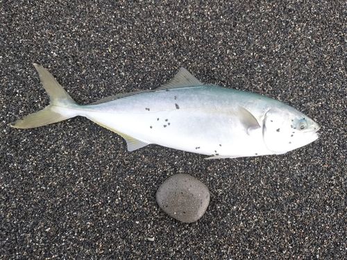 ワカシの釣果