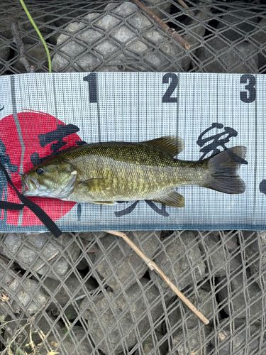 スモールマウスバスの釣果