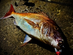 タイの釣果