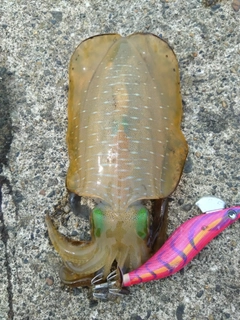 アオリイカの釣果