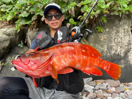 アカハタの釣果