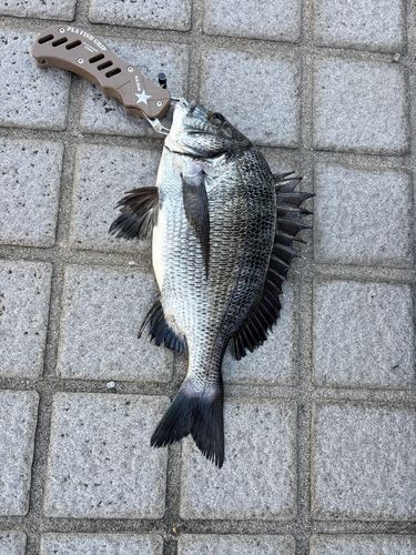 クロダイの釣果