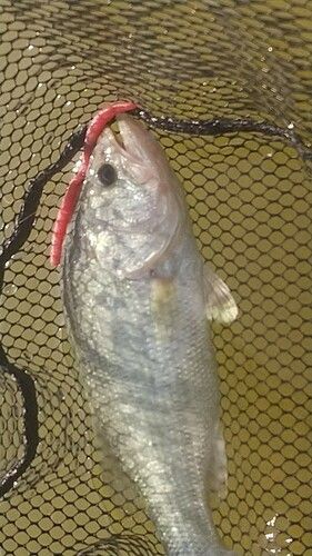 ラージマウスバスの釣果