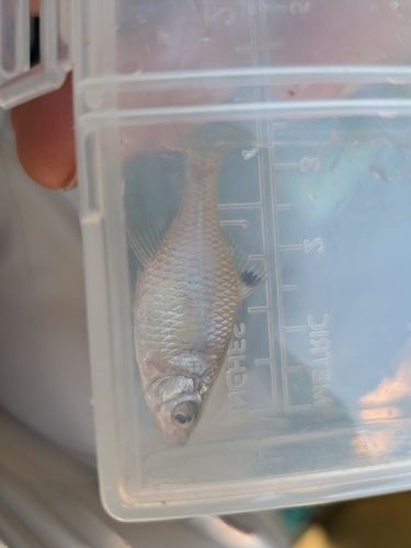 タイリクバラタナゴの釣果