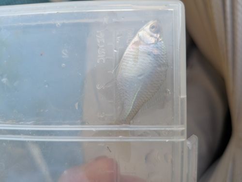 タイリクバラタナゴの釣果