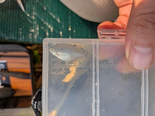タイリクバラタナゴの釣果