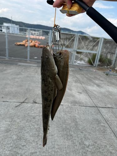 マゴチの釣果