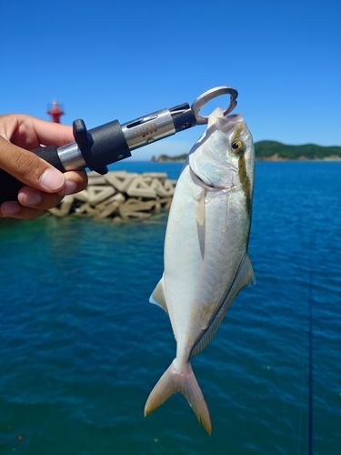 ショゴの釣果