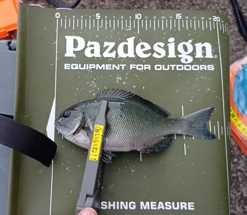 クチブトグレの釣果