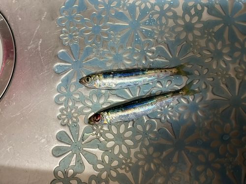 イワシの釣果