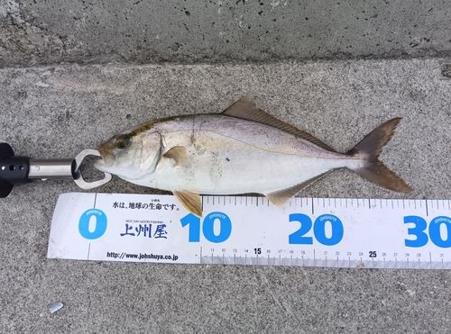 ショゴの釣果