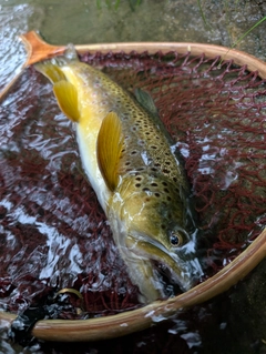 ブラウントラウトの釣果