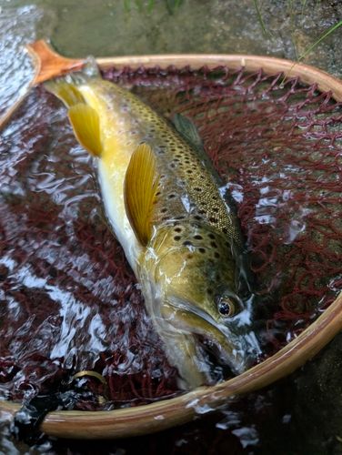 ブラウントラウトの釣果