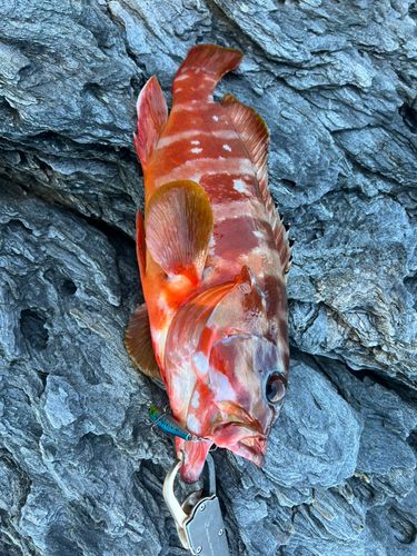 アカハタの釣果