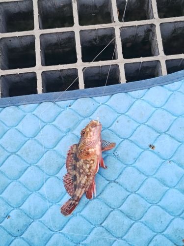 カサゴの釣果