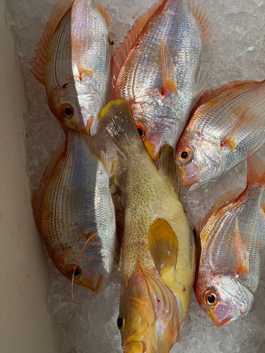 アオハタの釣果