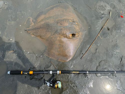 アカエイの釣果