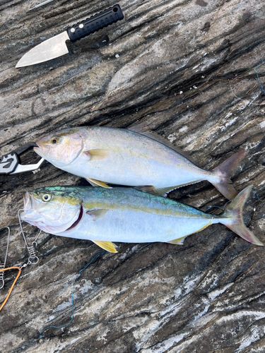 ショゴの釣果