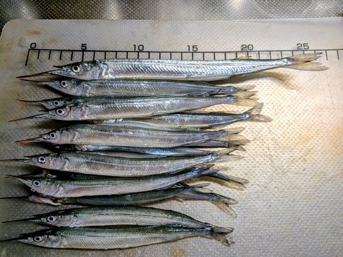 サヨリの釣果