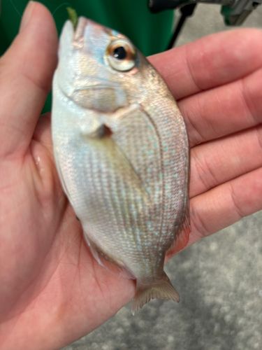 釣果
