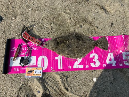 ヒラメの釣果